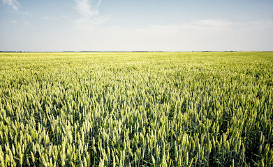young wheat field