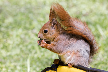 young red squirrel sitting on bag in city park and eating nut closeup
