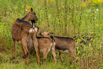 Harzer Ziege Geiß mit ihren Kitzen