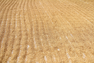 Fototapeta na wymiar dry rice after harvesting