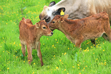 Cow and her calves