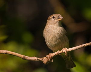 female house sparrow sitting on a twig looking at the camera