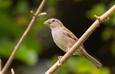 female house sparrow eating a seed