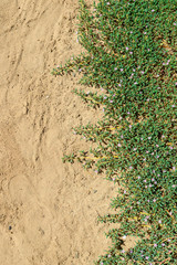 Grass in the sand