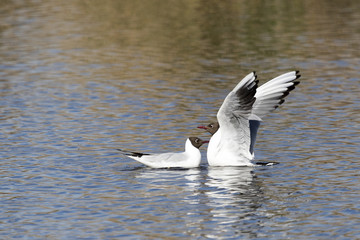 Mouettes rieuses