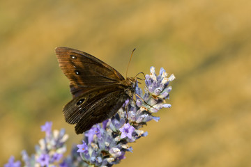 Blauäugiger Waldportier auf einer Lavendelblüte