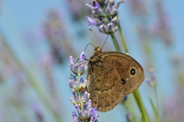 Blauäugiger Waldportier auf einer Lavendelblüte