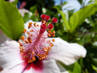 hibiskus blüte Stempel Staubblätter  © Weisenborn Dietrich