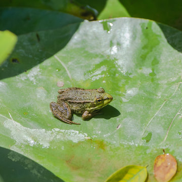 Little green frog on a leaf in the pond, baby frog 