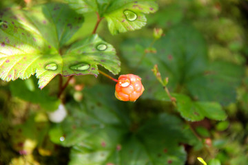 Cloudberry is growing in the swamp. Harvest in the forest