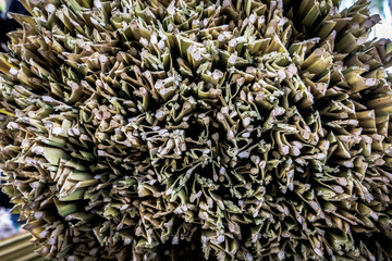 Dry nipa (or nypa) palm leaves for making traditional rolling cigarette in Kelantan. Smoker will add tobacco later for rolling cigarette.  