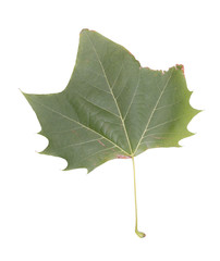 Green leaf on the white background.