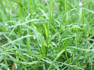 grass