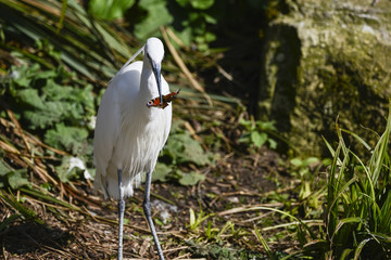 Lovely Little Egret bird gretta garzetta on riverbank in Spring sunshine eating butterfly it has just caught