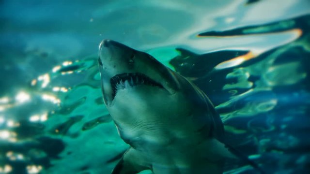 Ragged tooth shark swimming overhead