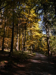 Waldweg durch einen sonnigen Herbstwald