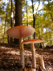 Fliegenpilze Nahaufnahme der Lamellen in einem sonnigen Herbstwald