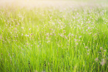 Spring or summer abstract nature blurred background with flower grass in the meadow