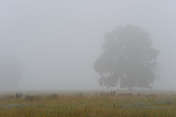 Baum im Nebel