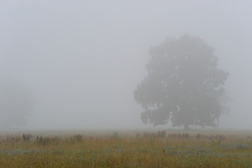 Baum im Nebel