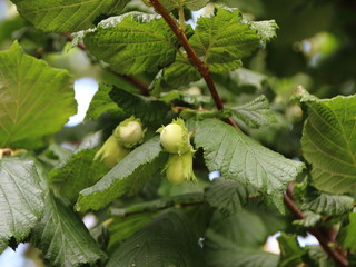Obraz premium Fresh Unripe Hazelnuts on Nut Tree Branch