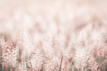 Spring or summer abstract nature blurred background with flower grass in the meadow