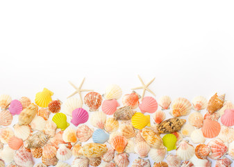 Composition of exotic sea shells on a white background. The view from the top. Place for your text.
