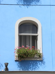 Colorful Isolated Flowers in Window Box on Blue Wall