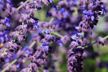 Flowers of Salvia nemorosa with a fly