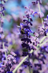 Flowers of Salvia nemorosa with a fly