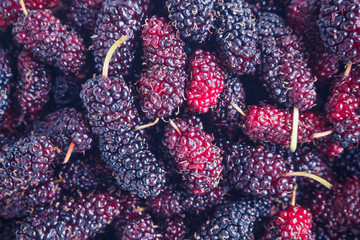 fresh mulberry closeup background