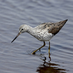 Common Greenshank (Tringa nebularia), adult in summer plumage, Lower Moors, St Mary's, Isles of Scilly, England, UK.