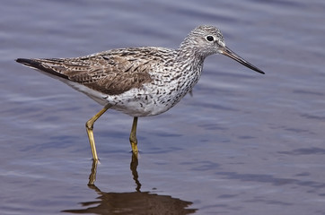 Common Greenshank (Tringa nebularia), adult in summer plumage, Lower Moors, St Mary's, Isles of Scilly, England, UK.