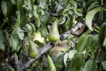 Tree with green pears in nature