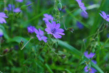 Fototapeta premium Blaue Blüten