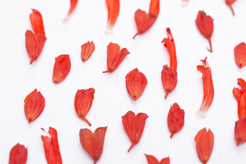 Salvia splendens flower closeup. Top view.