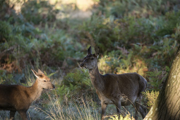 Beautiful Family group herd of red deer stag cervus elaphus during rut season in forest landscape during Autumn Fall