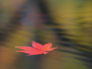 水に浮かぶ紅葉2
