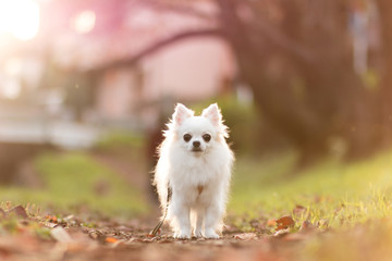 Fototapeta premium 佇むロングコートチワワ