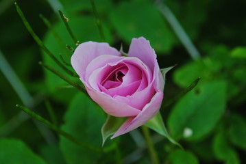 Rosafarbene Rose