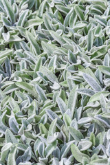 floral background, green ground cover of fluffy leaves of plants, Stachys woolly or Stahis