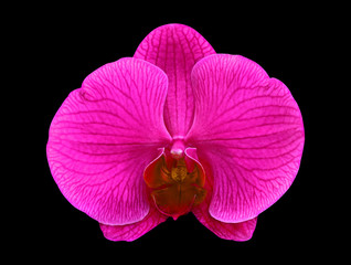 pink orchid flower isolated on black background with clipping path.