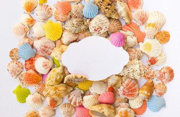 Composition of exotic sea shells, frame on a white background. The view from the top. Place for your text.