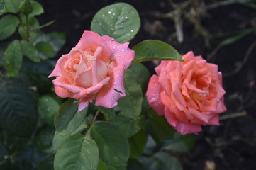 pink roses