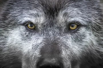 Fotobehang wolf eyes © Franck