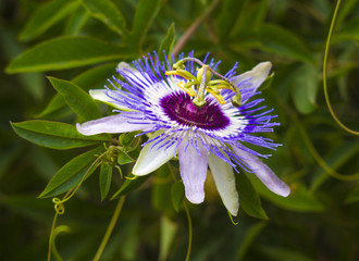 Passionflower. Passiflora (passionflower) with dew water drops .