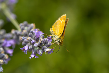 Dickkopffalter an einer Lavendelblüte