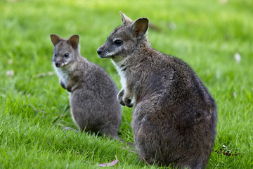 Red-necked or Bennett's Wallaby (Macropus rufogriseus), captive adult female with joey, West Sussex, UK.