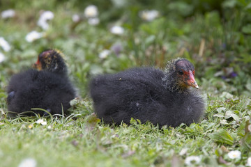 Eurasian Coot (Fulica atra), juvenile, West Sussex, England, UK.