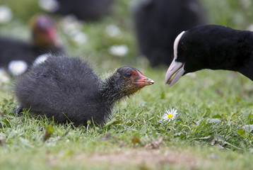 Eurasian Coot (Fulica atra), adult feeding juvenile, West Sussex, England, UK.